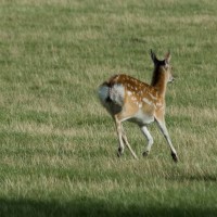 Sika Deer